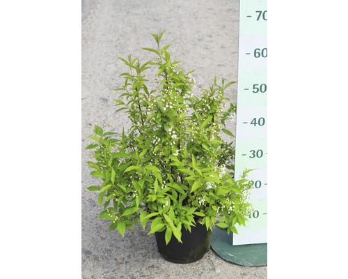 Deutzia gracilis FloraSelf H 40-50 cm Co 4 L