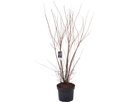 Hortensia en pot avec étiquette