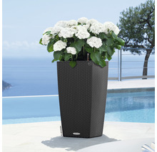 Haut bac à fleurs avec des hortensias blancs dans le jardin au bord de la piscine