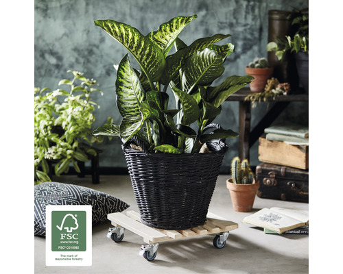 Arrangement décoratif de plantes d''intérieur avec un Dieffenbachia dans un panier tressé sur roulettes pour plantes et label FSC