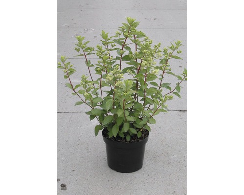 Blütenhartriegel im Topf