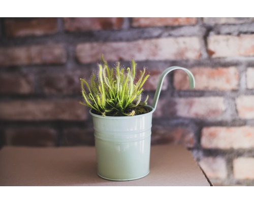Plante de droséra en pot