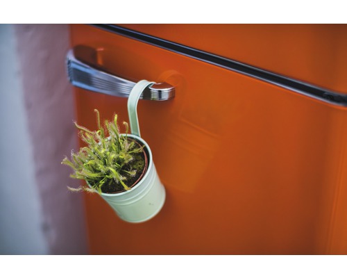 Une plante Drosera dans un pot suspendue à une poignée de porte.