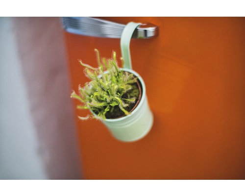 Cactus dans un cache-pot décoratif suspendu à une porte