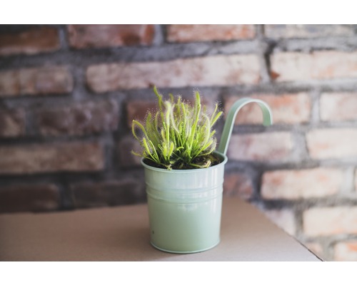Plante de droséra en pot