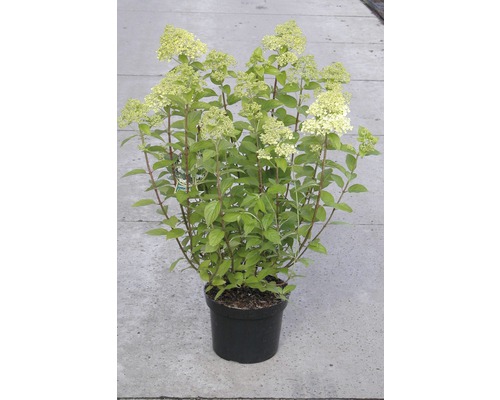 Rispenhortensie FloraSelf Hydrangea paniculata 'Limelight' H 50-60 cm Co 5 L-0