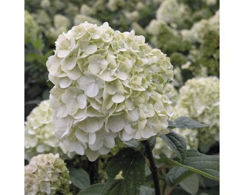 Gros plan d''une fleur d''hortensia blanche dans le jardin.