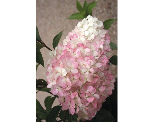 Hortensia paniculé avec fleurs