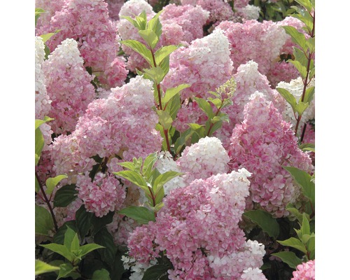 Rispenhortensie FloraSelf Hydrangea paniculata 'Vanille Fraise' H 50-60 cm Co 5 L Nahaufnahme von rosa Hortensienblüten im Garten.