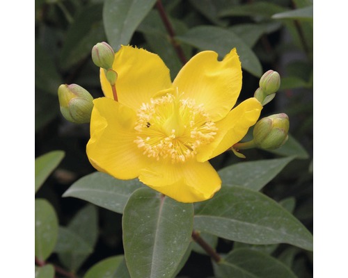 Großblumiges Johanniskraut FloraSelf Hypericum patulum 'Hidcote' H 30-40 cm Co 4 L Gelbe Johanniskrautblüte mit grünen Blättern und Blütenknospen.