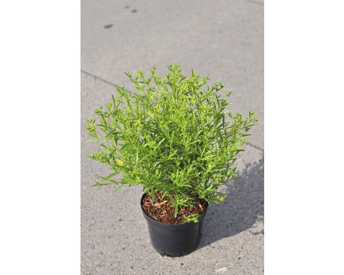 Kanadisches Johanneskraut FloraSelf Hypericum kalmianum 'Gemo' H 40-50 cm Co 4 L Topfkraut mit grünen Blättern in schwarzem Topf