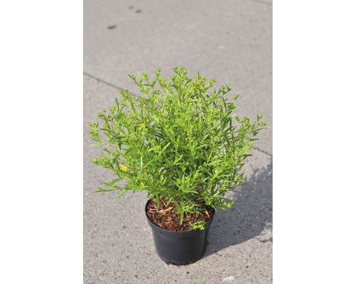 Millepertuis de Kalmian FloraSelf Hypericum kalmianum 'Gemo' H 40-50 cm Co 4 L