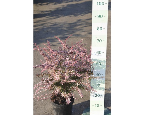 Épine-vinette en pot avec indication de la taille