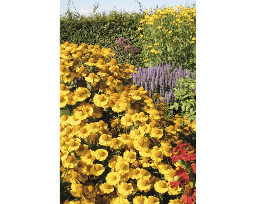 Garten mit blühenden Sonnenbraut Pflanzen