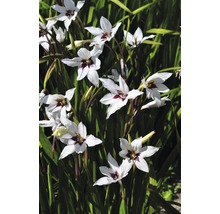 Nahaufnahme von Gladiolen mit weißen Blüten und dunkelroten Markierungen