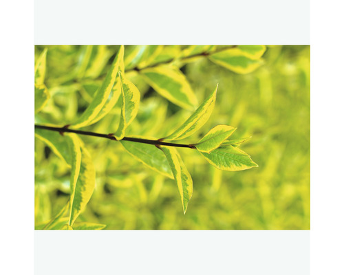 Arbuste décoratif à feuilles jaune-vert
