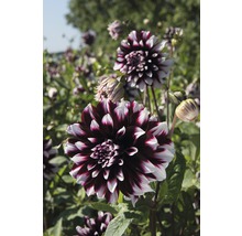 Nahaufnahme einer Dahlie im Garten