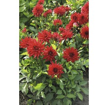 Gruppe von roten Dahlien im Gartenbeet