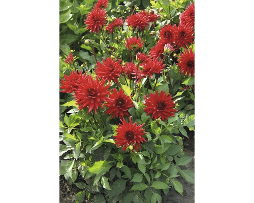 Gruppe von roten Dahlien im Gartenbeet