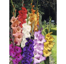 Verschiedenfarbige Gladiolen im Garten