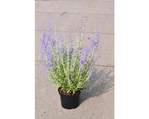 Lavande d'Afghanistan, sauge de Russie FloraSelf Perovskia atriplicifolia 'Little Spire' H 30-40 cm Co 4 L