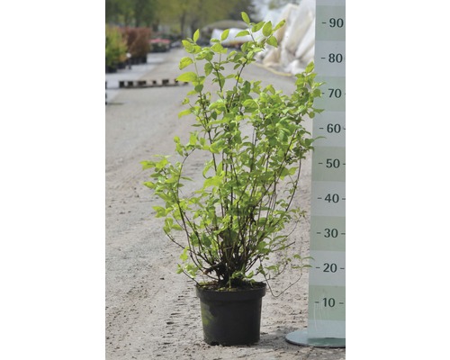 Plante en pot avec feuilles vertes et échelle de mesure