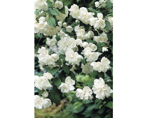 Jasmin de jardin, seringat des jardins, seringat commun FloraSelf Philadelphus 'Minnesota Snowflake' h 60-80 cm Co 4 l
