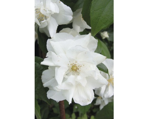 Gartenjasmin, Duftjasmin, Pfeifenstrauch FloraSelf Philadelphus 'Natchez' H 60-80 cm Co 4 L