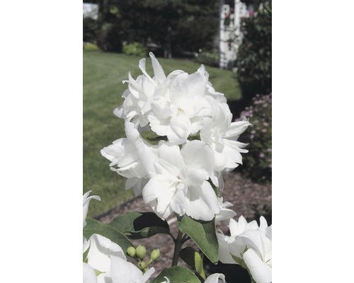 Jasmin de jardin, seringat des jardins, seringat commun FloraSelf Philadelphus 'Snowgoose' h 60-80 cm Co 4 l