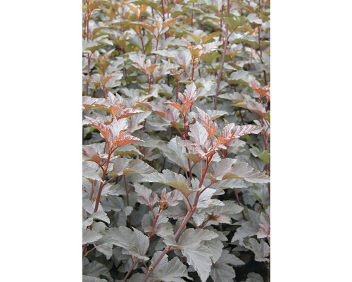 Rotblättrige Fasanenspiere, Blasenspiere FloraSelf Physocarpus opulifolius 'Diabolo'® H 60-80 cm Co 4 L Rotblättrige Fasanenspiere, Blasenspiere FloraSelf Physocarpus opulifolius 'Diabolo'® H 60-80 cm Co 4 L