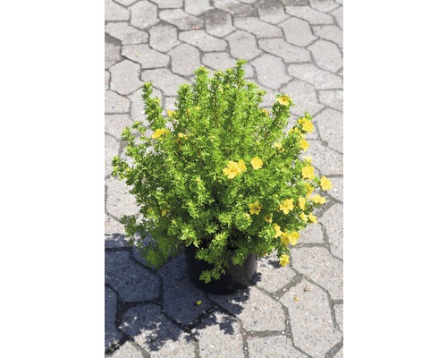 Fingerstrauch FloraSelf Potentilla fruticosa 'Dakota Sunspot' H 30-40 cm Co 4 L