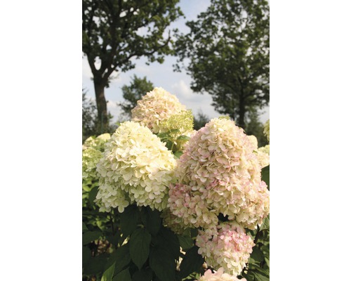 Nahaufnahme einer Hortensie im Garten