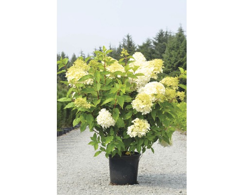 Hortensia paniculé FloraSelf Hydrangea paniculata 'Limelight' h 100-125 cm Co 15 l touffu XXL qualité