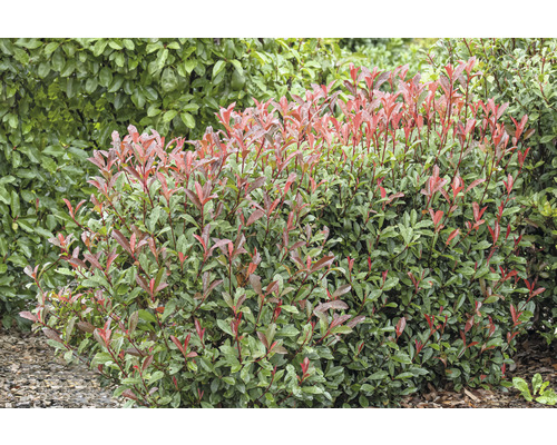 Im Bild ist eine Glanzmispelhecke zu sehen.