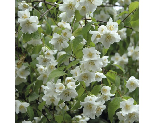 Fleurs du seringat avec feuilles vertes