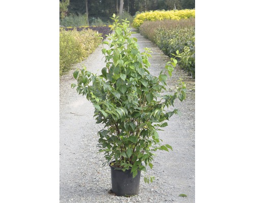 Arbuste en pot avec des feuilles vertes.