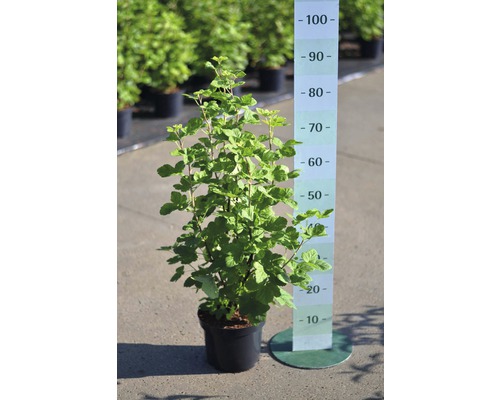 Cassis en pot avec indication de la taille