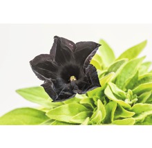 Hängepetunie FloraSelf Petunia x atkinsiana 'Black Ray' Ø 12 cm Topf-thumb-4