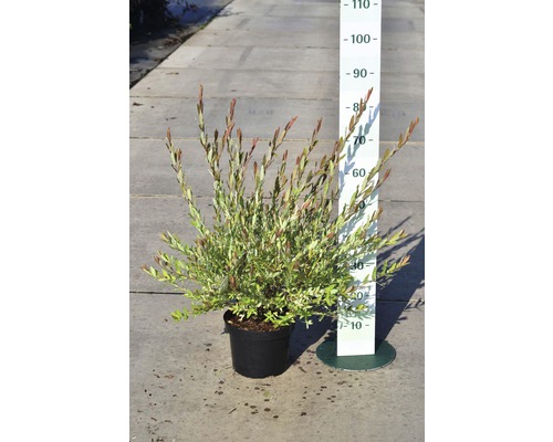 Saule crevette FloraSelf Salix integra 'Hakuro Nishiki' H 40-60 cm Co 5 l