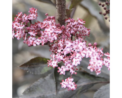 Sureau noir FloraSelf Sambucus nigra 'Black Beauty' h 50-60 cm Co 6 l