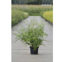 Arbuste en pot pour le jardin