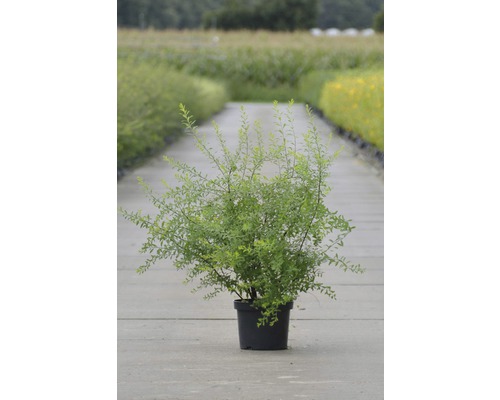 Arbuste en pot pour le jardin