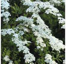 Spirée fleurie en détail