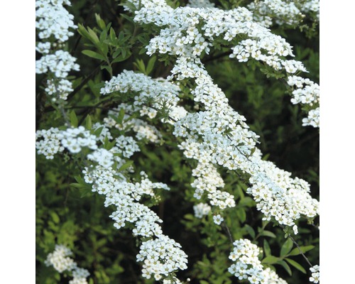 Spirée fleurie en détail