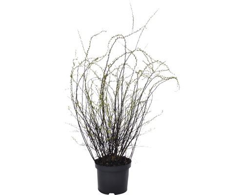 Plante avec de nombreuses branches en pot