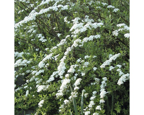 Spirée FloraSelf Spiraea cinerea 'Grefsheim' H 50-60 cm Co 4 L