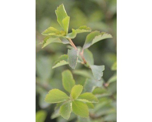 Gros plan d''un arbuste Spiraea japonica ''Golden Princess'' avec des feuilles