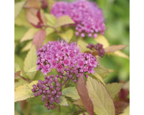 Spirée du Japon naine, spirée du Japon FloraSelf Spiraea japonica 'Magic Carpet' h 15-20 cm Co 4,5 l