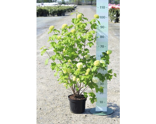 Gefüllter Schneeball, Echter Schneeball FloraSelf Viburnum opulus 'Roseum' H 40-60 cm Co 4 L