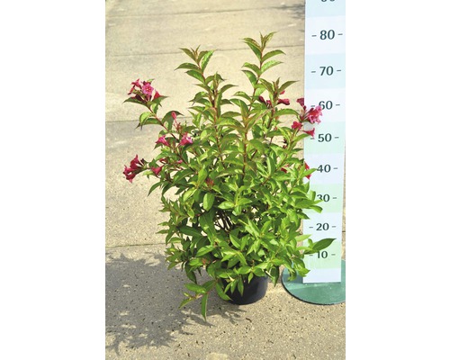 Weigelia en fleurs en pot
